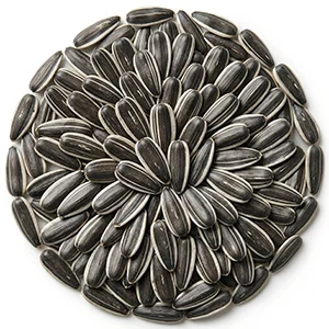Iranian round white sunflower seeds