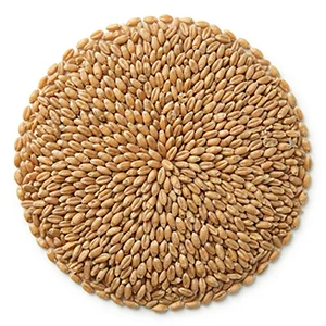 chicken wheat