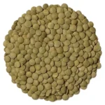 lentil