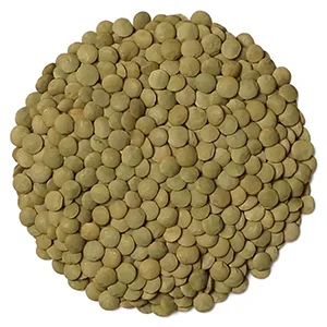 lentil